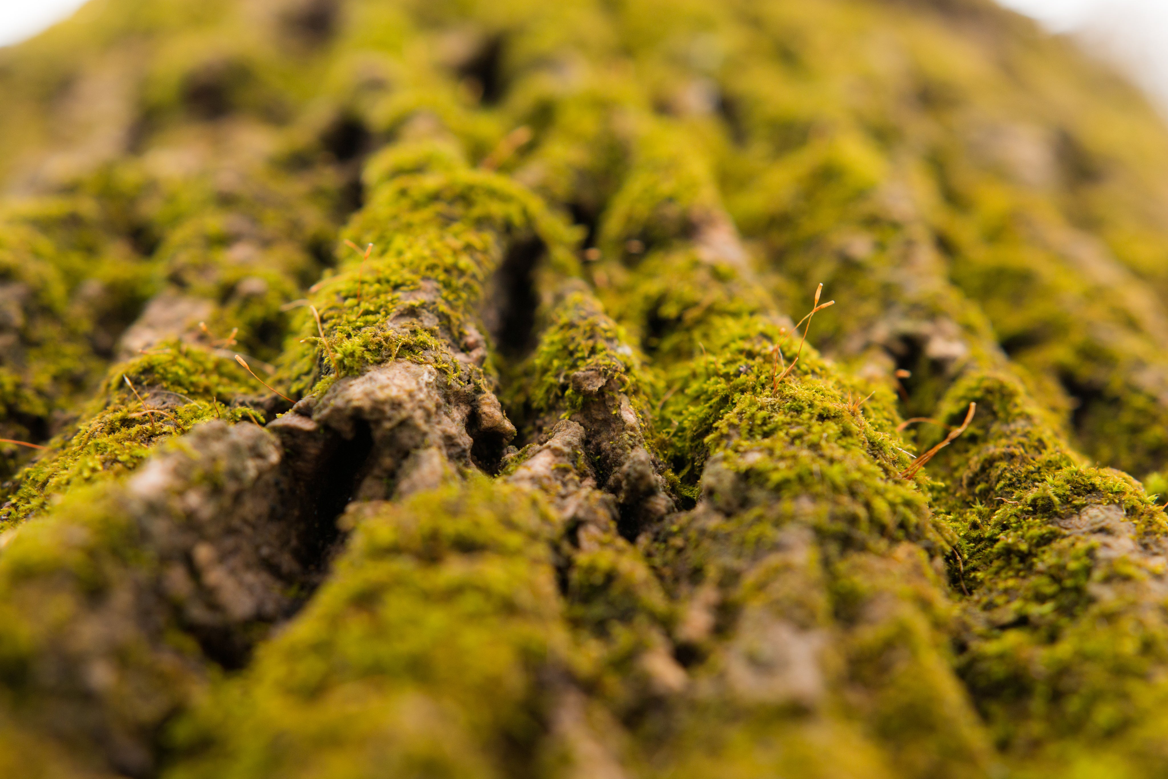 a-close-up-of-moss-on-a-tree.jpg